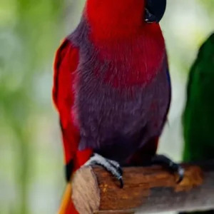 Velarise, a young female Vosmaeri Eclectus showing deep maroon elegance and graceful feminine maturity
