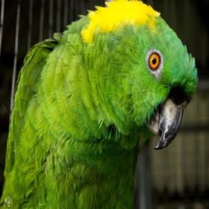 Auralis, a 1.5-year young female Yellow-Naped Amazon with soft green plumage and early speech patterns.