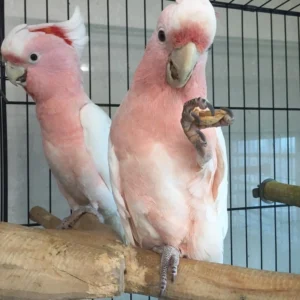 A bonded 1.4-year young Major Mitchell’s Cockatoo duo with soft pink plumage and synchronized crest displays.
