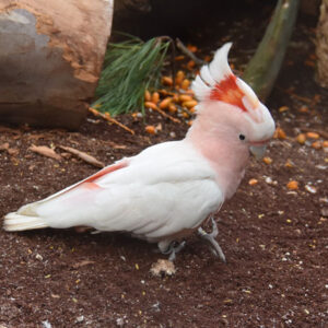 Maerielle, a 2.3-year young female Major Mitchell’s Cockatoo with refined pink plumage and graceful crest display.