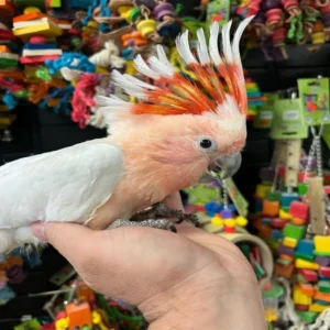 Kaelis, a 1.9-year young male Major Mitchell’s Cockatoo with full pink plumage and vibrant crest expression.