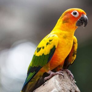 Young male high-intensity golden Sun Conure named Auron with bright yellow plumage
