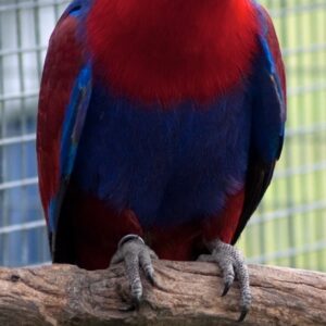Kaelion, a young male Grand Eclectus with intensifying emerald brilliance and confident posture