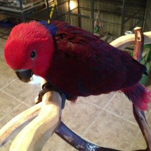 Solanar the young male Red-Sided Eclectus showing deep emerald clarity and smooth coordination