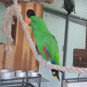 Tovari, a young male Solomon Island Eclectus with bright tropical green plumage and calm youthful confidence
