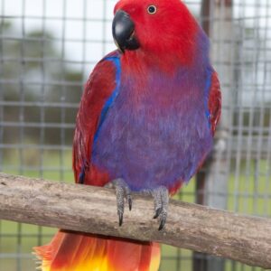 Valerio, a young male Vosmaeri Eclectus with deep scarlet tones and confident young maturity