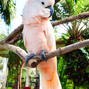 Solenne, a graceful 1.8-year-old young Moluccan Cockatoo with a soft salmon crest.
