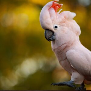 Rion, a confident young moluccan cockatoo male with a bright salmon crest.