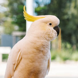 Solaro, a playful young sulphur-crested cockatoo for adoption with a bright yellow crest.