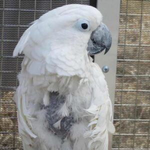 Arion, a young umbrella cockatoo for sale with snowy feathers and bright eyes..