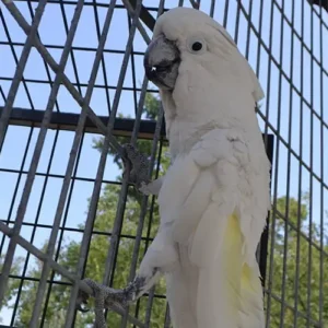 Liora, a young umbrella cockatoo to adopt with bright eyes and snowy feathers.