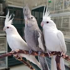 White-Faced Cockatiel