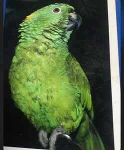 Lunaro, a 1.8-year young Yellow-Naped Amazon with luminous green plumage and gentle early speech.