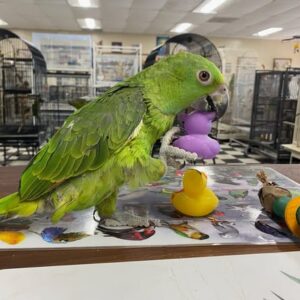 A 1.3-year young Yellow-Naped Amazon named Vireo with emerald plumage and early speech development.