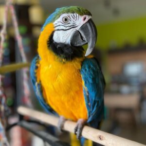 Zara, a young Blue and Gold Macaw perched on a natural branch