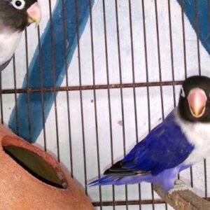 Young Masked Lovebird pair perched closely together