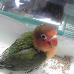 Young male Fischer’s Lovebird with bright mask and green plumage