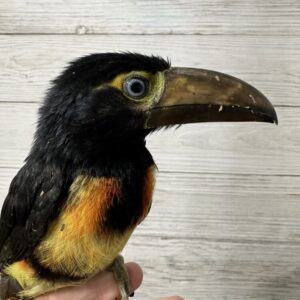Young male Collared Aracari Toucan Zavian available for sale