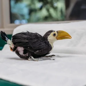 Baby female Toco Toucan Zaylora with developing beak coloration