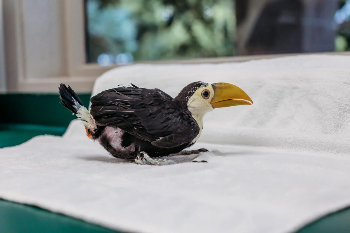 Baby female Toco Toucan Zaylora with developing beak coloration