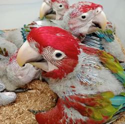 Baby male Green-Winged Macaw named Zephyron with vibrant red and green feathers