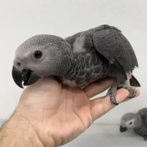 Baby male Timneh African Grey Parrot named Zuri with calm posture