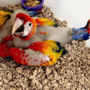 Baby female Scarlet Macaw named Zymera with vibrant red, yellow, and blue feathers