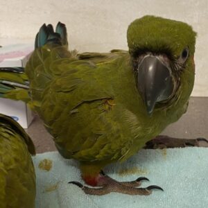 Baby male Military Macaw named Zypheron with green plumage and red forehead