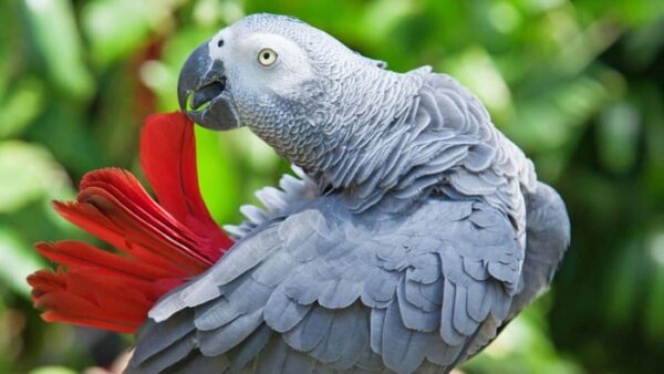Are Congo African Grey Parrots the Smartest Parrots Are Congo African Grey parrots the smartest parrots shown by thoughtful posture indoors