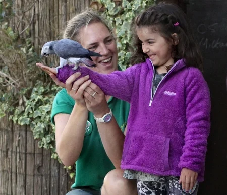 Are Congo African Greys good family pets shown in a calm family living room environment