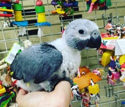 Buying a Healthy Timneh African Grey Chick Buying a healthy Timneh African Grey chick shown by hand-raised chick in natural setting