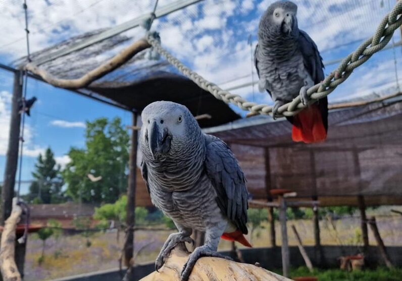 Buying vs Adopting a Congo African Grey Buying vs adopting a Congo African Grey shown in breeder and rescue environments