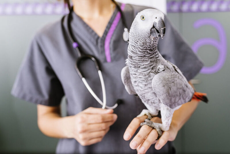 Common Health Problems in Congo African Greys Common health problems in Congo African Greys illustrated by a healthy parrot indoors