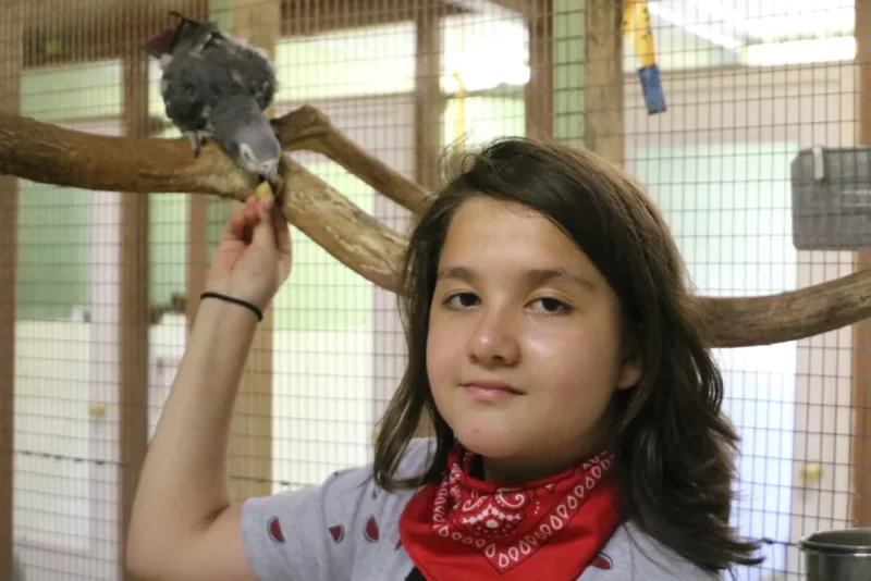 Congo African Grey daily routine shown in a calm indoor environment