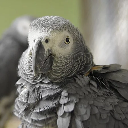 Congo African Grey Intelligence Explained Congo African Grey intelligence explained through thoughtful posture indoors
