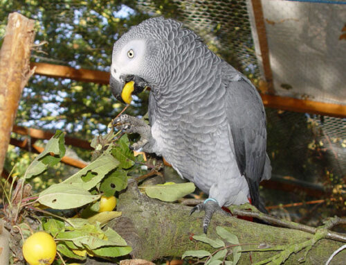 Congo African Grey lifespan illustrated by a healthy adult parrot indoors