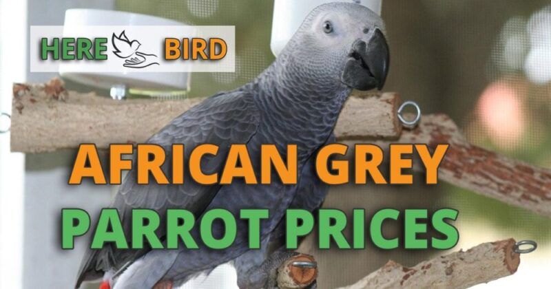Congo African Grey price guide shown by parrot indoors with pricing concept