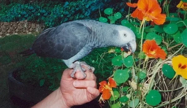 Congo African Grey Temperament Congo African Grey temperament shown by calm posture and alert expression indoors