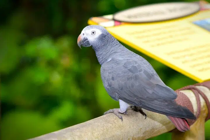 Health problems in Timneh African Greys indicated by subtle posture and behavior changes