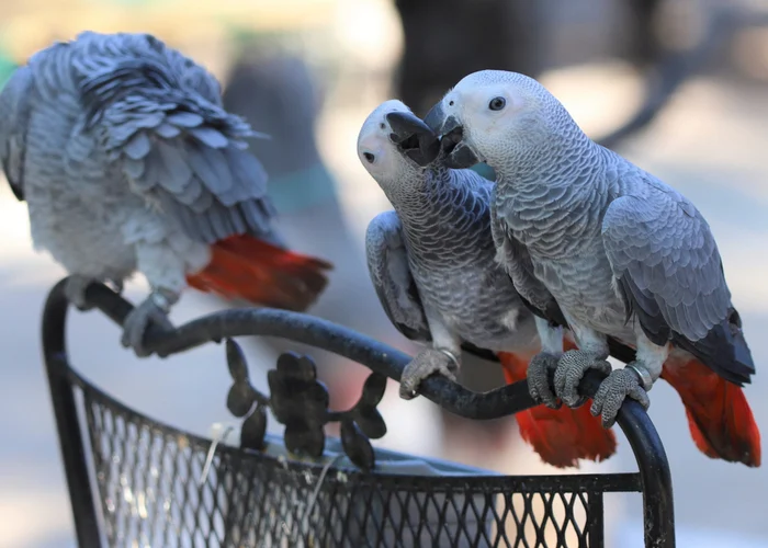 How Congo African Greys communicate through posture and awareness outdoors