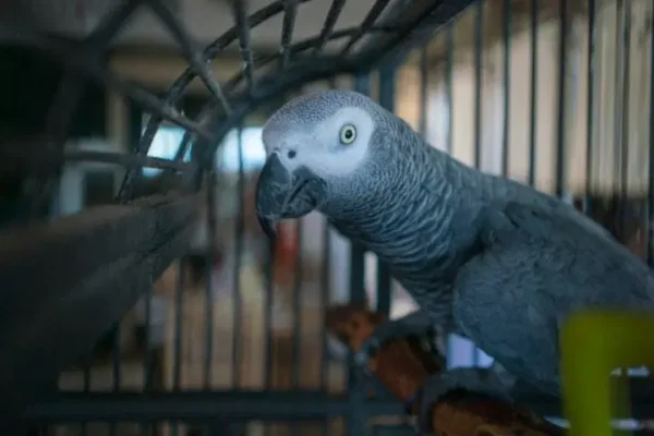 How long does it take a Timneh African Grey to talk shown by a calm vocalizing parrot indoors