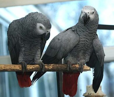 How to Reduce Screaming in Congo African Greys How to reduce screaming in Congo African Greys shown by a calm parrot indoors