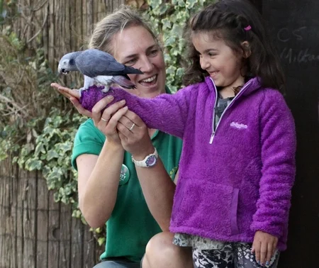 How to Socialize a Shy Timneh African Grey How to socialize a shy Timneh African Grey in a calm indoor environment