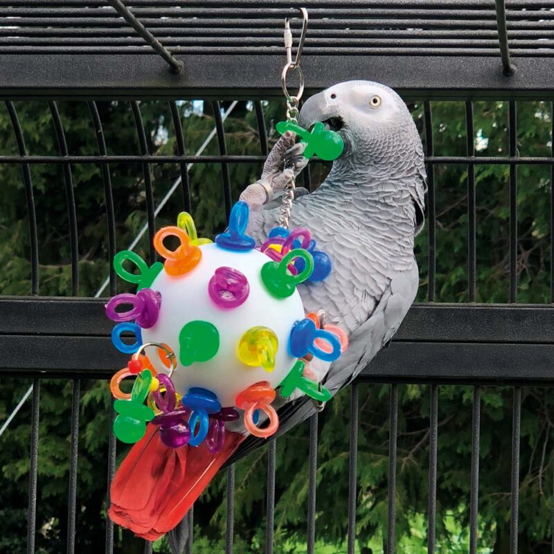 How to train a Congo African Grey using calm cooperative training indoors