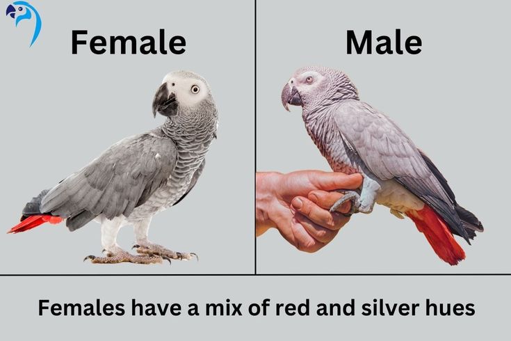 Male vs female Congo African Grey comparison in a calm indoor environment