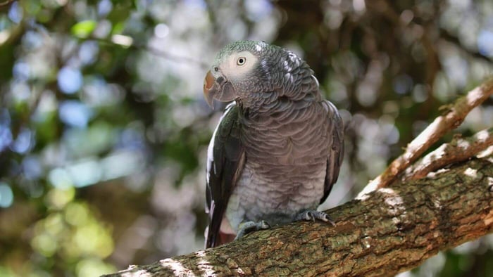 Signs of stress in Congo African Greys shown by tense posture indoors