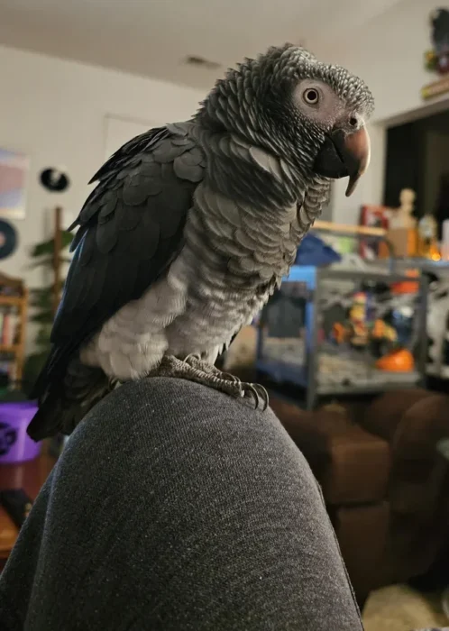Timneh African Grey body language and behavior signs shown through relaxed posture indoors