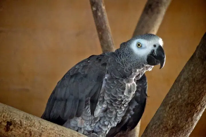 Timneh African Grey Feather Plucking Timneh African Grey feather plucking shown by changes in feather condition indoors