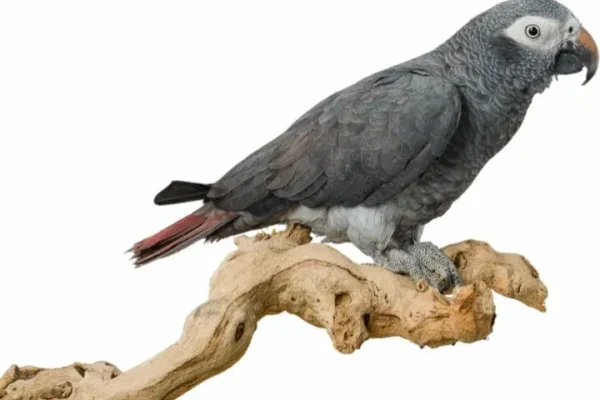Timneh African Grey Lifespan and Aging Care Timneh African Grey lifespan and aging care shown by an adult parrot in a calm home environment
