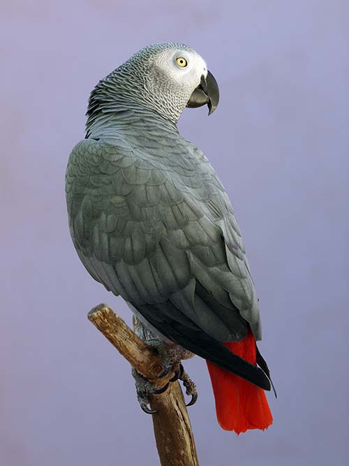 Timneh African Grey price guide illustrated with parrot and cost concept